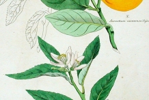 Illustration-of-Sweet-lime
