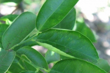 Leaves-of-Sweet-lime