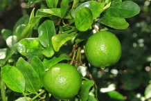 Sweet-lime-fruit