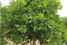 Sweet-lime-tree
