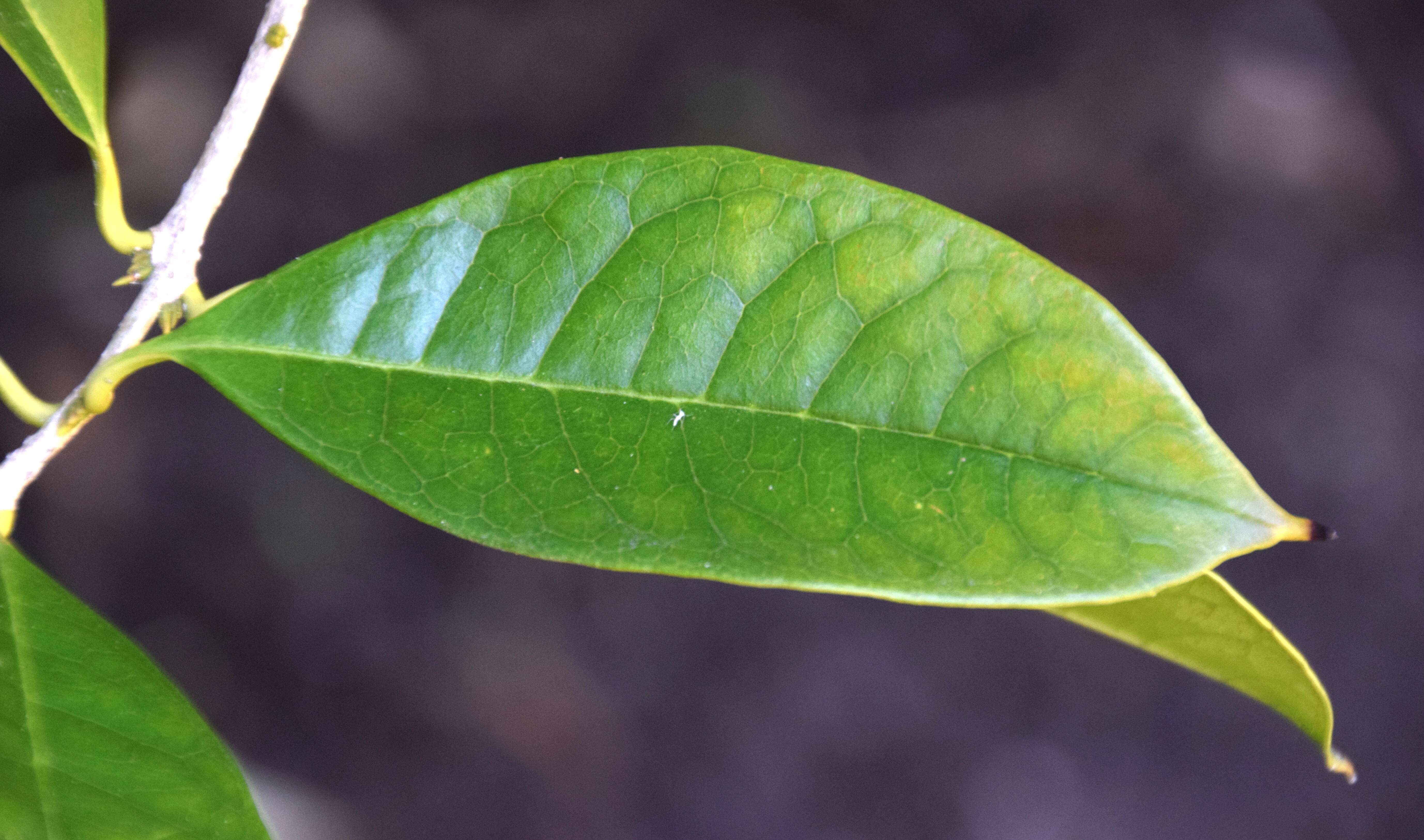 Closer-view-of-leaf-of-Sweet-olive
