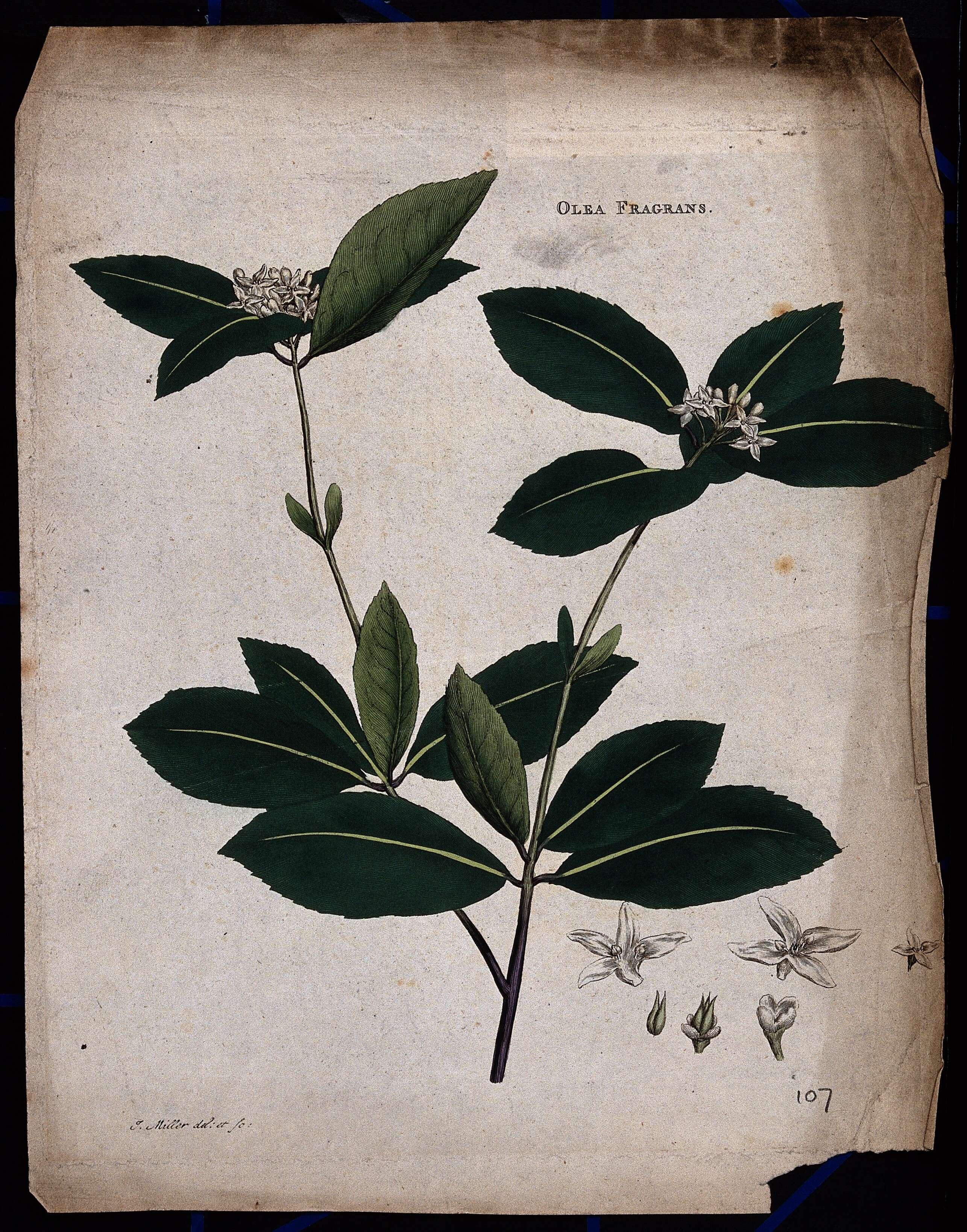 Plant-illustration-of-Sweet-olive