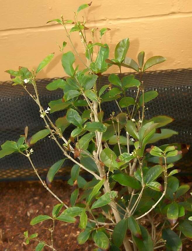 Small-Sweet-olive-plant
