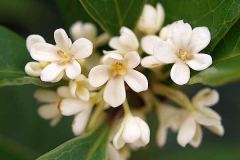 Closer-view-of-flowers-of-Sweet-olive
