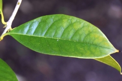 Closer-view-of-leaf-of-Sweet-olive