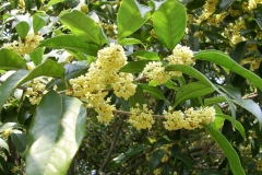 Flowers-of-Sweet-olive