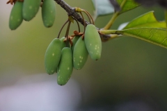 Immature-fruits-of-Sweet-olive