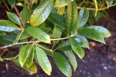 Leaves-of-Sweet-olive