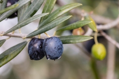 Mature-fruits-of-Sweet-olive