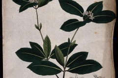Plant-illustration-of-Sweet-olive