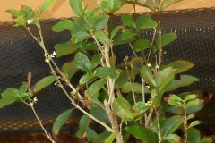 Small-Sweet-olive-plant