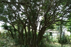 Sweet-olive-Plant