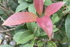 Young-leaves-of-Sweet-olive