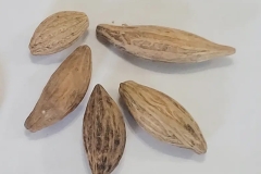 Seeds-of-Sweet-olive