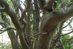 Trunk-of-Sweet-olive