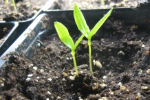 Seedlings-of-Sweet-pepper