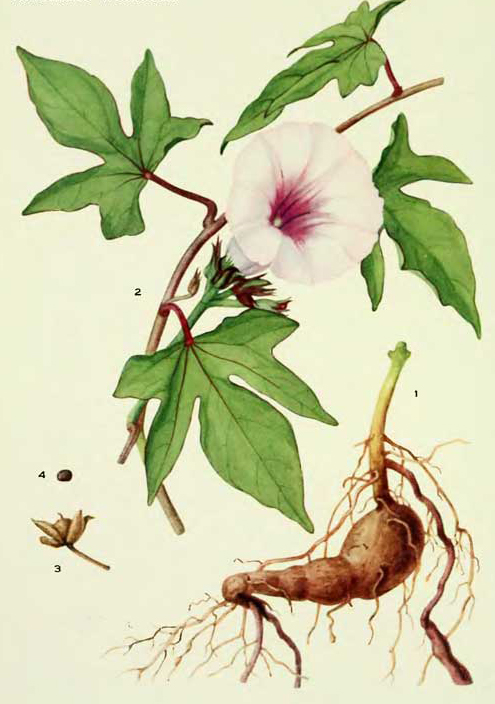 Plant-illustration-of-Sweet-potato