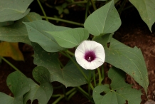 Close-up-flower-of-Sweet-potato