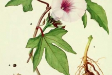 Plant-illustration-of-Sweet-potato