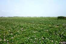 Sweet-potato-farm