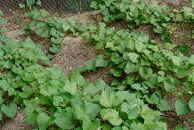 Sweet-potato-plant