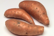 Sweet-potato-rhizomes