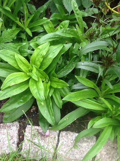 Sweet William 'Black Adder' Seeds – 100 Seeds, Maroon Leaves, Dianthus, Perennial