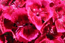 Closer-view-of-the-Sweet-William-flower