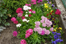 Different-varieties-of-Sweet-William