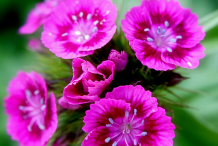 Flower-of-Sweet-William-plant