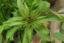 Flowering-buds-of-Sweet-William-plant