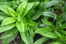 Leaves-of-Sweet-William-plant