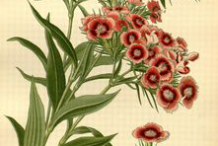 Plant-Illustration-of-Sweet-William