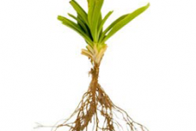 Root-of-Sweet-William-plant