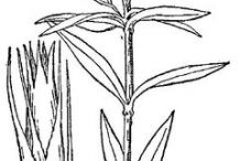 Sketch-of-Sweet-William-plant