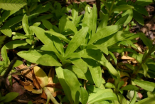 Small-Sweet-William-plant