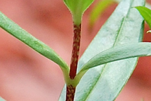 Stem-of-Sweet-William-plant