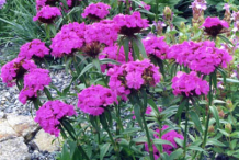 Sweet-William-Plant