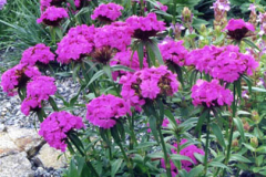 Sweet-William-Plant