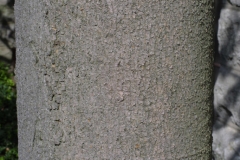 Bark-of-Sweet-bay
