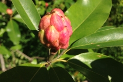 Close-view-of-Sweetbay-fruit