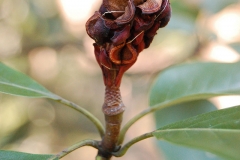 Dried-berry-cluster