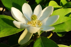 Flower-of-Sweetbay