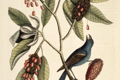 Plant-illustration-of-Sweetbay