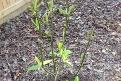 Sweetbay-small-plant