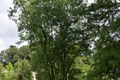 Sweetbay-tree