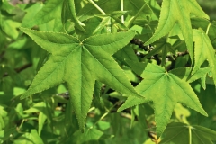 Close-view-of-Sweetgum-leaf