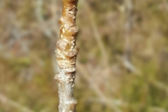 Flower-buds-of-Sweetgum