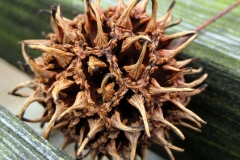 Fruits-of-Sweetgum