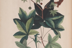 Plant-illustration-of-Sweetgum